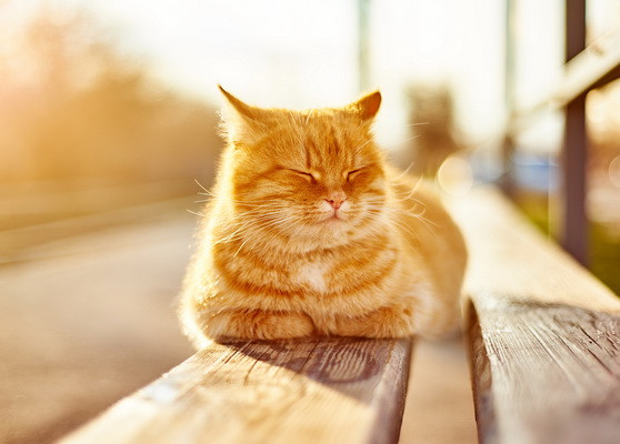 Бұлшық еті бар қыз Башқұрт әйелінің XXX суреті