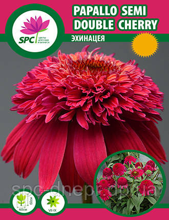 Ехінацея Papallo Semi Double Cherry, фото 2