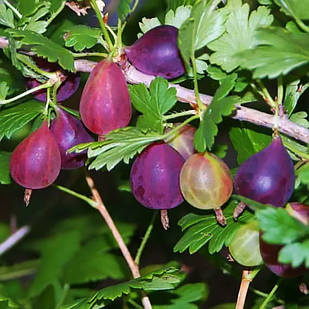 Саджанці Агрусу Грушенька - середньо-пізній, великоплідний, урожайний