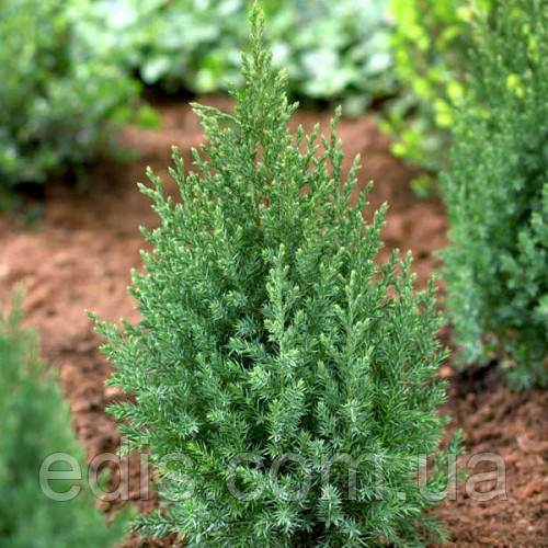 Ялівець Stricta (Стрікта) у контейнері