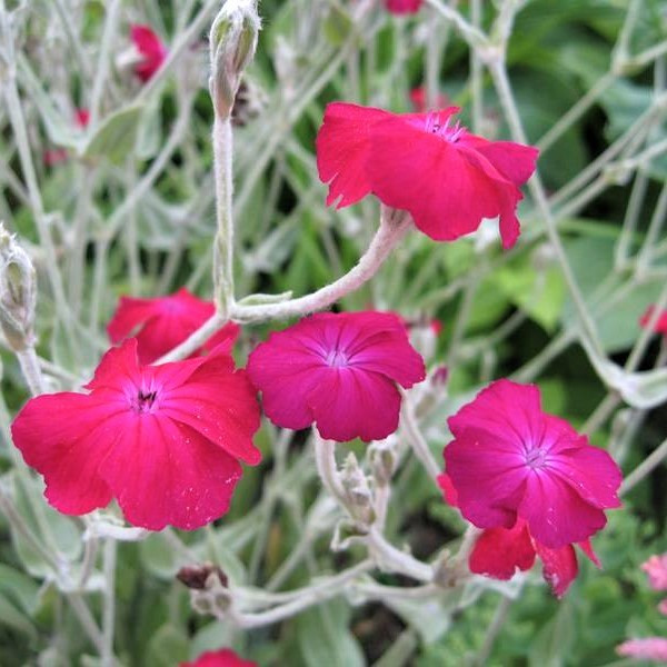 Саджанці Лихниса Корончатого (Lychnis Coronaria)