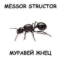 Messor structor - мураха жнець (матка + 50 мурах) для мурашиної ферми (формікарія) / Колонія мурах