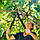 Площинний гілкоріз Fiskars PowerGear™ L74 112290 (1000582), фото 4