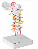 Анатомическая модель шейного отдела позвоночника человека