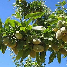 Мигдаль Аян