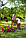 Підставка для квітів ДРЕВОДЕЛЯ "Гранд дуо" 75х48х26 Горіх (020303), фото 8