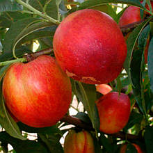 Нектарин Спокуса (пізній)