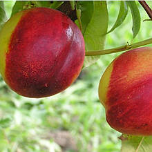 Нектарин Лола (середньостиглий)