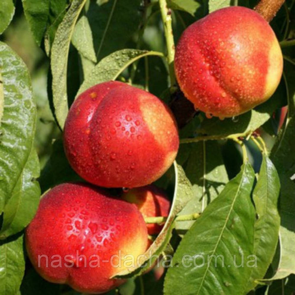Нектарин Кримчанин (середньостиглий)