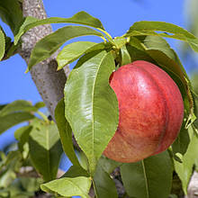 Нектарин Ванг 3 (США) (середньостиглий)