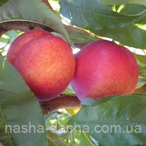 Нектарин Хард Блейз (середньостиглий)