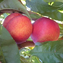 Нектарин Хард Блейз (середньостиглий)