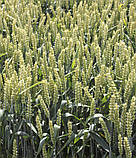 Насіння пшениці позимей Ванесса Чехія 1 репродукція, фото 2
