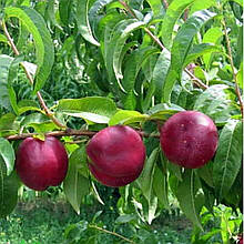 Нектарин Рубіновий 7 (середньостиглий)