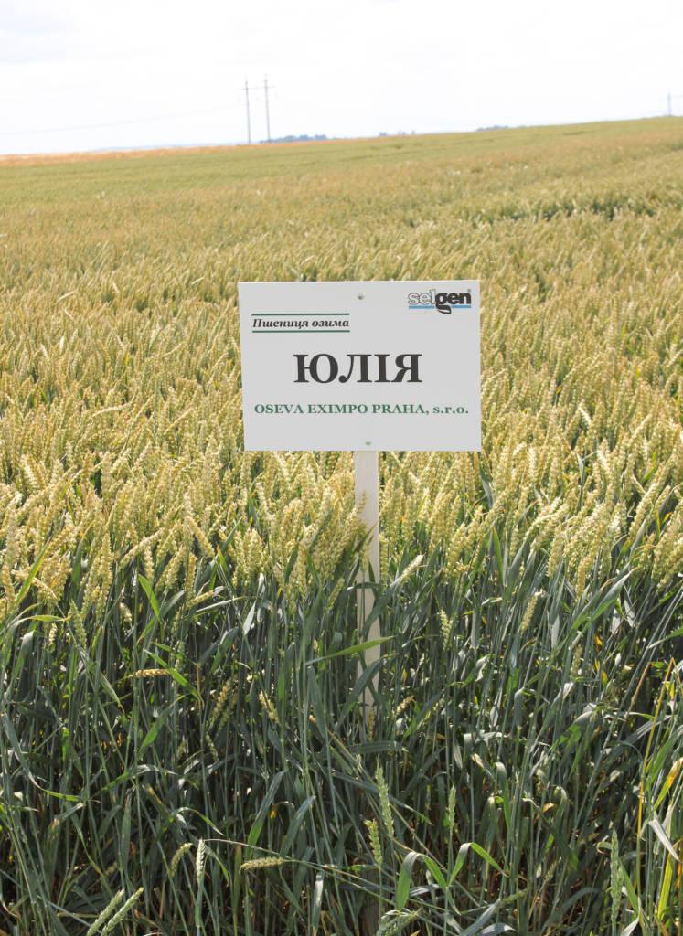 Насіння пшениці озимої Юлія Чехія 1-ша репродукція 1 т