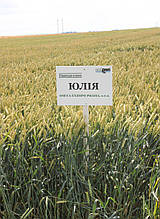 Семена пшеницы озимой Юлія Чехия 1-я репродукция