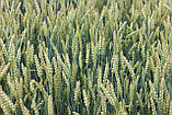 Насіння пшениці озимої Юлія Чехія 1-ша репродукція 1 т, фото 2