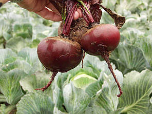 Насіння Буряк столовий Пабло F1, 3 грами Bejo Zaden Агропак, фото 2