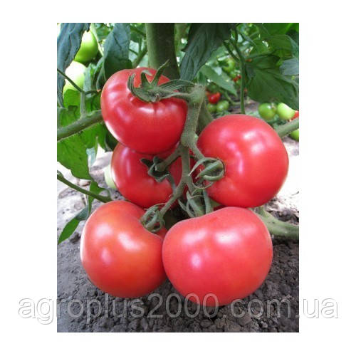 Насіння Томат індетермінантне KS 14 F1, 1000 насіння Kitano Seeds