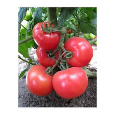 Насіння Томат індетермінантний Кітару F1 (KS 14 F1) поштучно 10 насінин Kitano Seeds