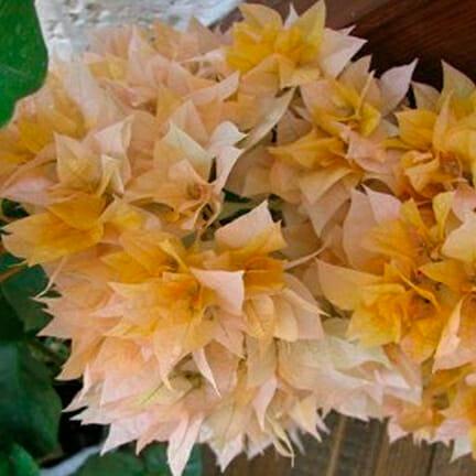 Бугенвіллія жовта махрова Bougainvillea Aussie Gold