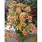 Бугенвіллія жовта махрова Bougainvillea Aussie Gold, фото 3