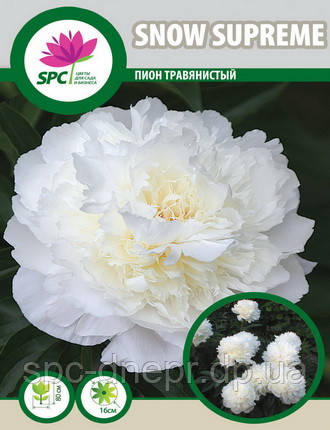 Півонія трав'яниста Snow Supreme, фото 1