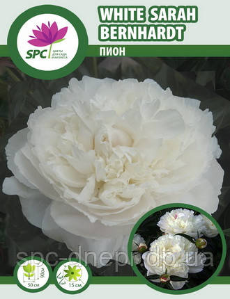 Півонія трав'яниста White Sarah Bernhardt, фото 1