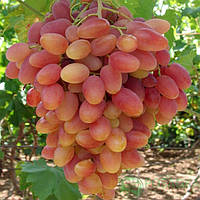 Саджанці винограду "ЮЛІАН"
