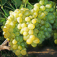 Саджанці винограду "ВАЛЕНТИНА"