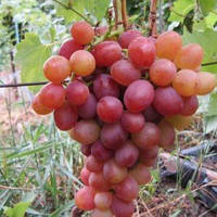 Саджанці винограду "АРМАНІ"