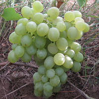 Саджанці винограду "БІЛЕ ЧУДО"
