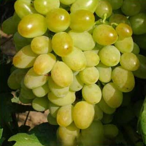 Саджанці винограду "ГАЛАХАРД"
