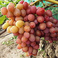 Саджанці винограду  "ГЕЛИОС"