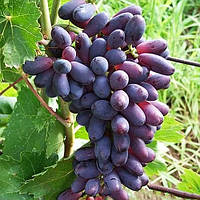 Саджанці винограду "ЮПІТЕР"