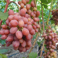 Саджанці винограду "ГУРМАН"