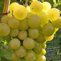 Саджанці винограду  «ГАЛЬБЕНА НОУ»