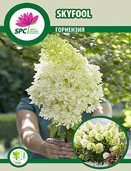 Гортензія волотиста Skyfool