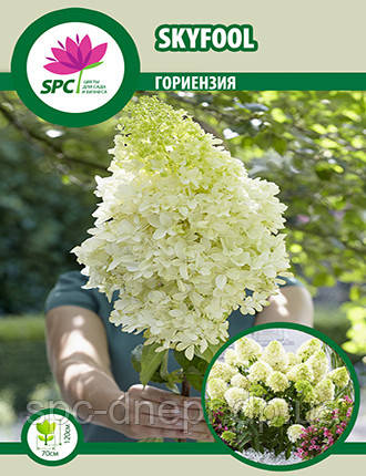 Гортензія волотиста Skyfool, фото 1