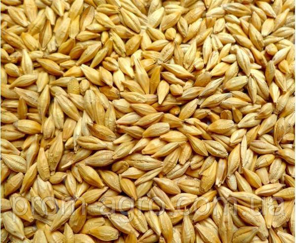 Насіння ярого ячменю Сталкер еліта Україна 2-х рядний