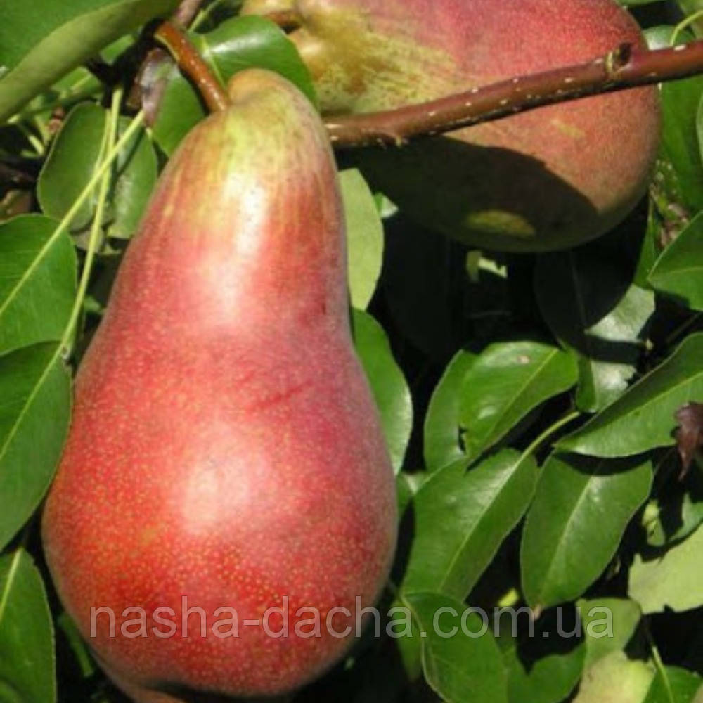 Груша Вересневе Дево (осіння)