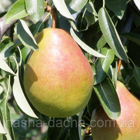 Груша Пектораль (середня), фото 1
