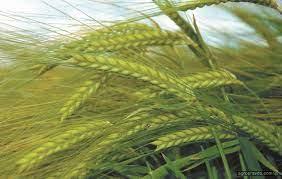Насіння озимий ячмінь Каліфорнія 1-ша репродукція Лімагрейн Limagrain