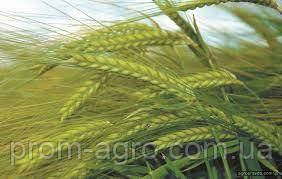 Насіння озимове ячмінь Каліфорнія Лимагрейн 1-я репродукція Limagrain