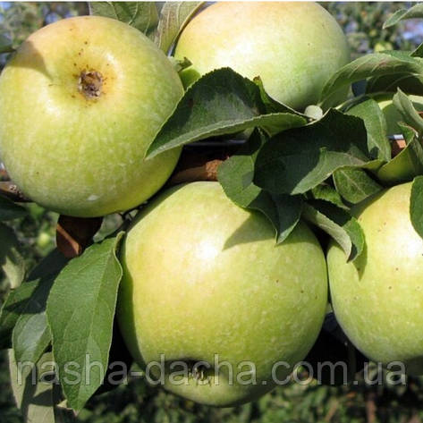 Яблуня Ренет Кубанський (зимова), фото 1