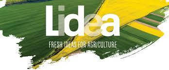 Насіння ріпаку Lidea (Лідеа)