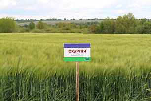 Насіння озимого ячменю Скарпія (1 репродукція)