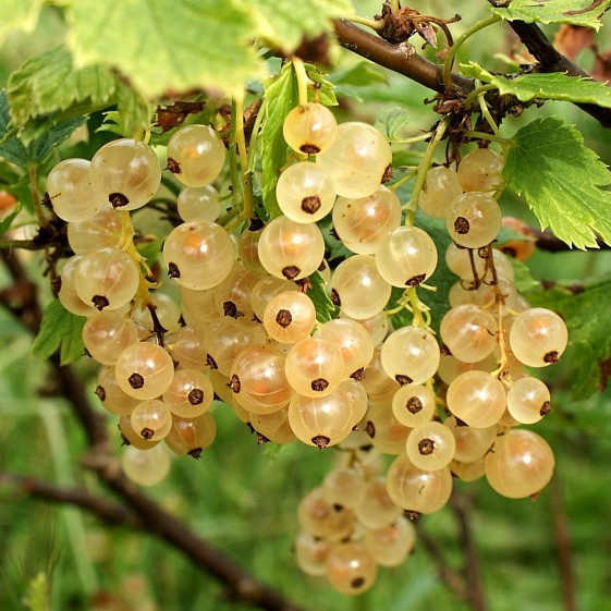 Смородина Голландська біла, ЗКС в горщиках 0.8 л