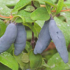 Жимолость Восторг 2 річний саджанець в горщику 0.5 л