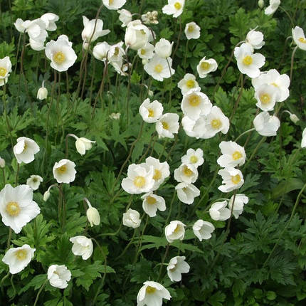 Анемона (Вітряниця) біла саджанець в горщику 0.5 л, фото 1